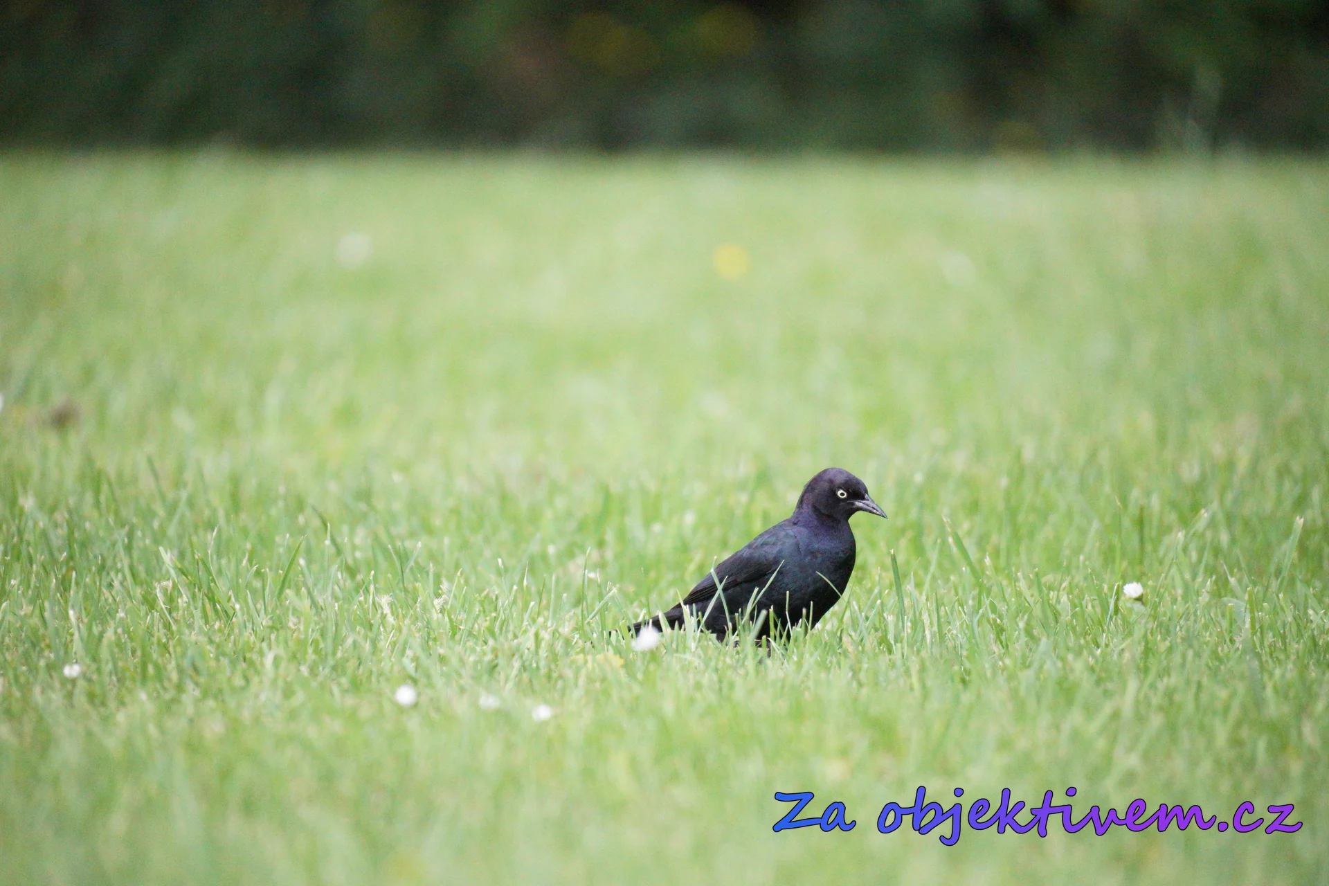Brewer's blackbird